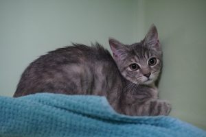 Lina – Europäisch Kurzhaar, weiblich, 97525 Schwebheim – zur Adoption