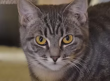 Freya