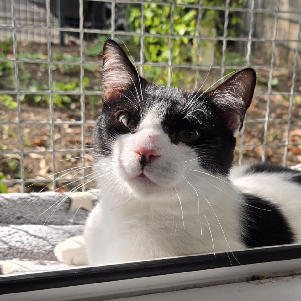 Terry – Europäisch Kurzhaar, männlich, 45141 Essen – zur Adoption