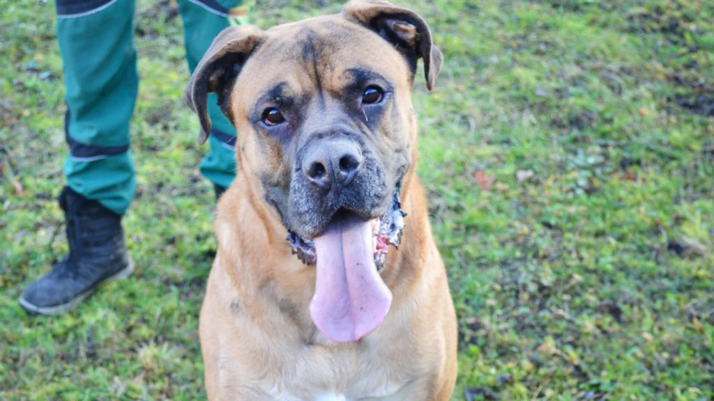 Dobby – Bullmastiff-Mix, männlich, 3 Jahre, 13057 Berlin – zur Adoption