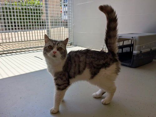 Andrea – Katze, weiblich, 12 Jahre, 7 Monate, 32758 Detmold – zur Adoption