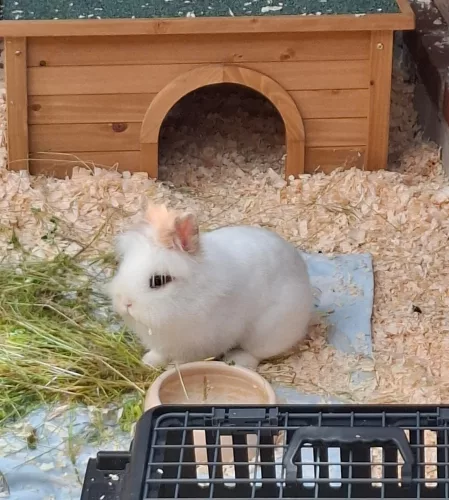 Cotton