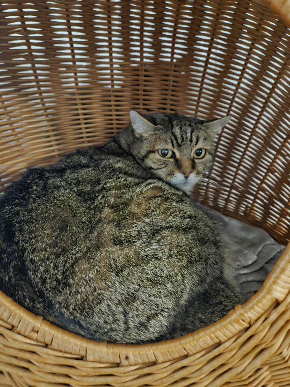 Lara – EKH, weiblich, 7 Jahre, 90 Monate, 97816 Lohr – zur Adoption