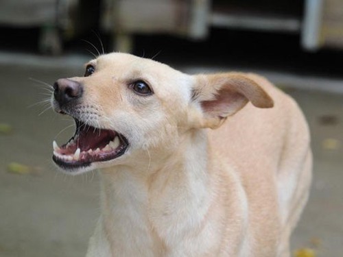 Chara – Hund, weiblich, 32758 Detmold – zur Adoption