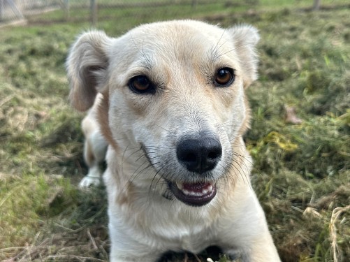 Jessy – Hund, männlich, 32758 Detmold – zur Adoption