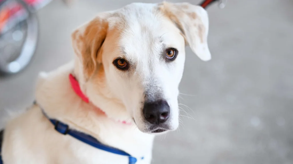 Unka – Zentralasiat.Owtscharka-Mix, männlich, 3 Jahre, 13057 Berlin – zur Adoption