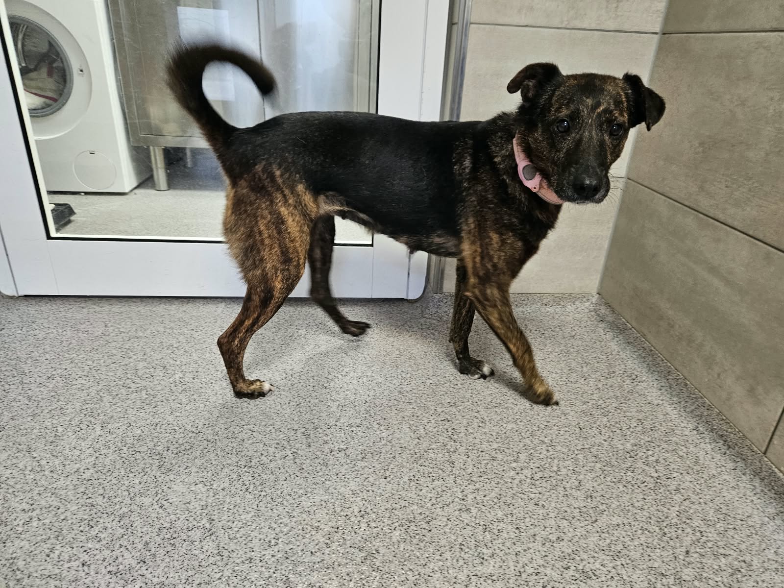 Harissa – Hund, weiblich, 97816 Lohr – zur Adoption