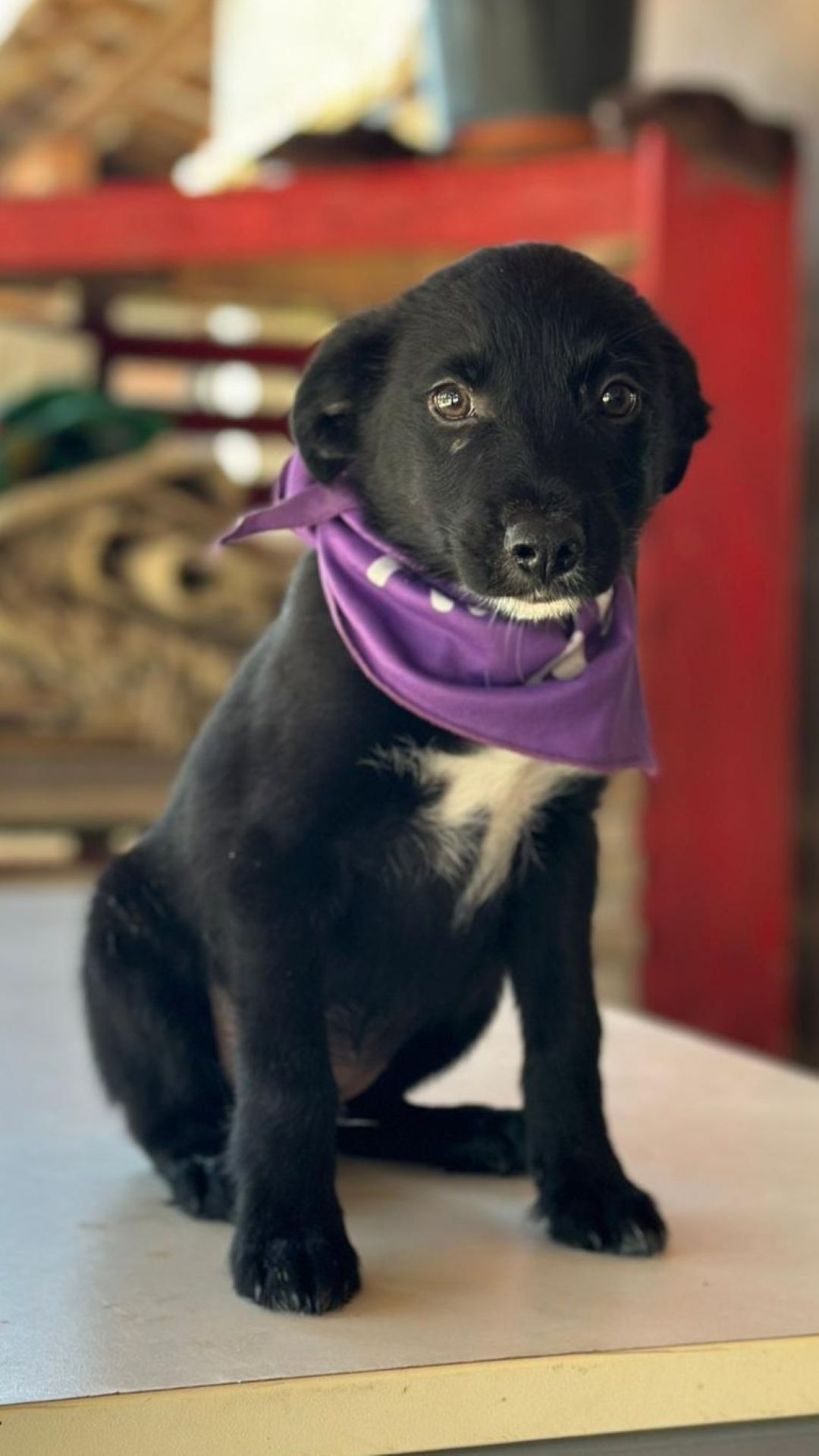 Nox – Hund, männlich, 3 Monate, Nordic Strays e.V. – zur Adoption