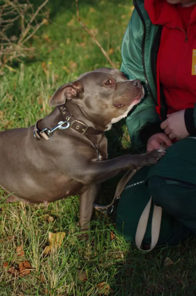 Olivia – Staffordshire Bullterrier, weiblich, 4 Jahre, 11 Monate, 13057 Berlin – zur Adoption
