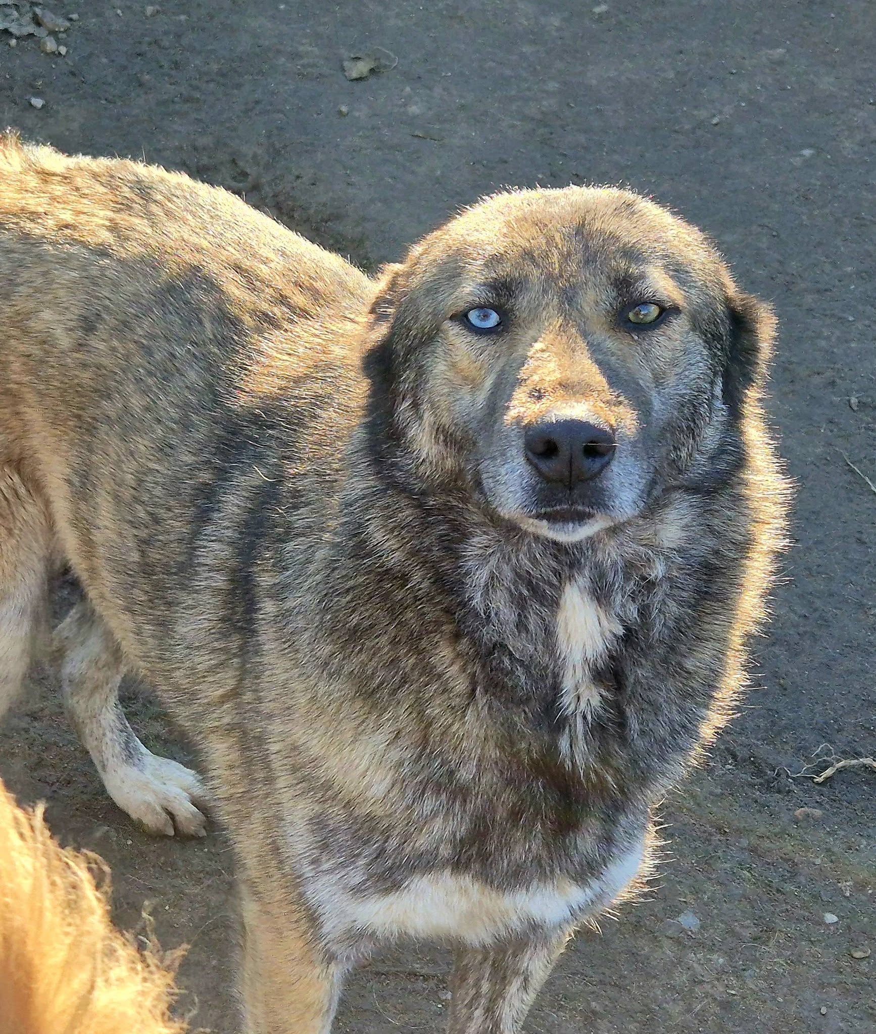 Freya