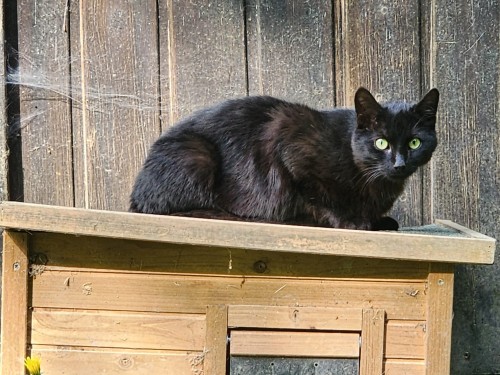 Blacky
