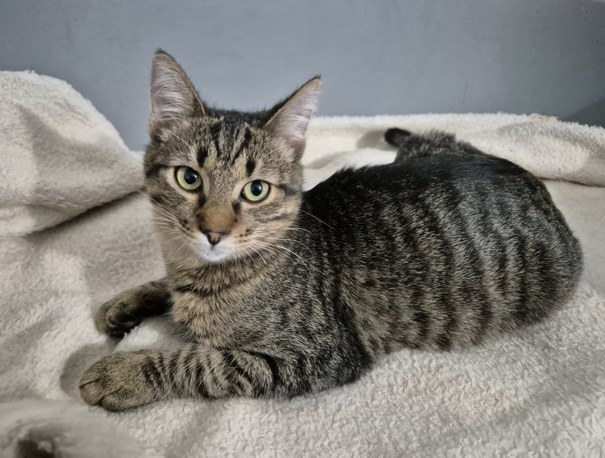 Tommy – EKH, männlich, 50823 Köln – zur Adoption