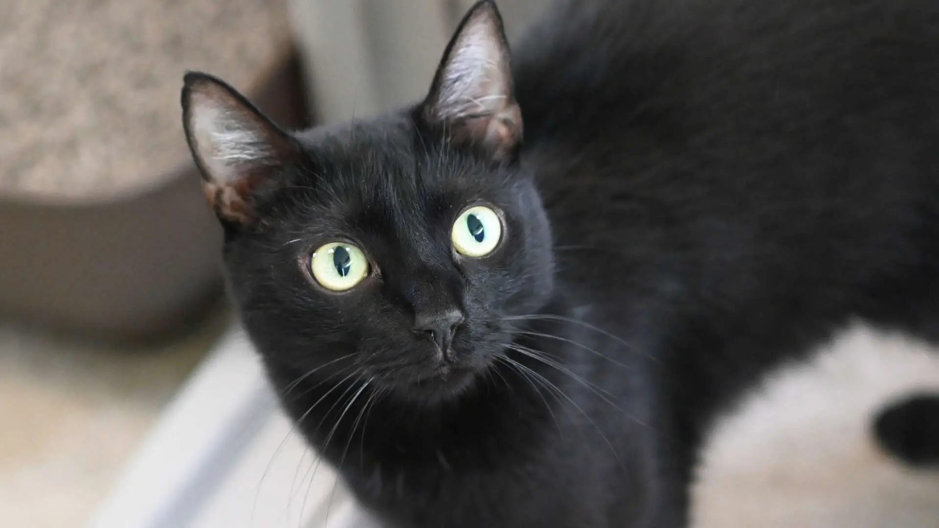 Fritzi