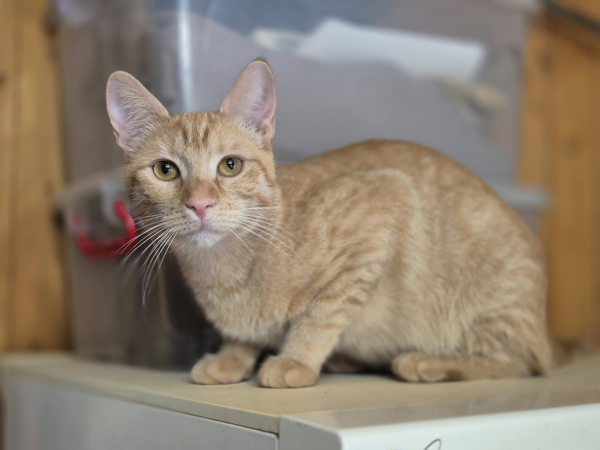 Kiki - Kätzin175627 – EKH, männlich, 50823 Köln – zur Adoption