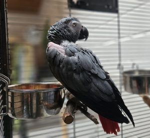 Rambo
