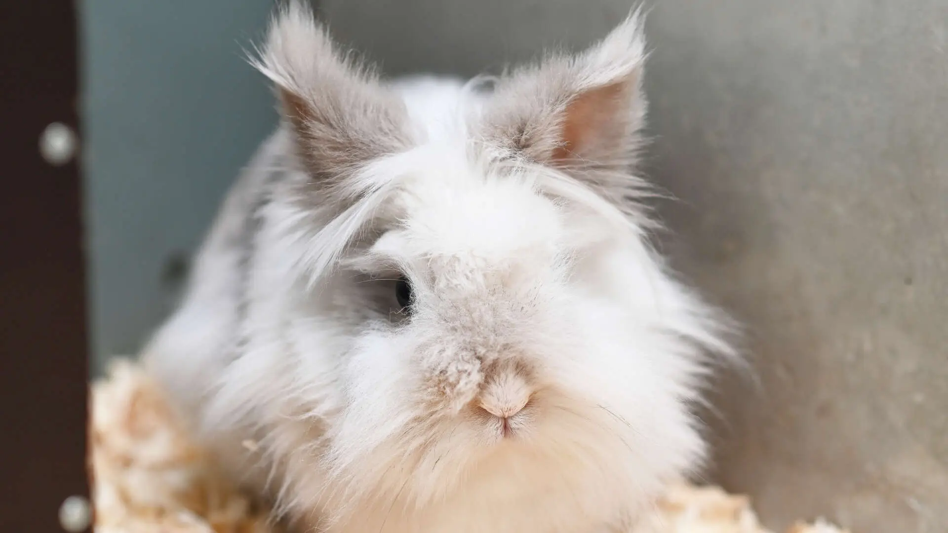 Zussi – Löwenkopf-Mix, weiblich, 13057 Berlin – zur Adoption