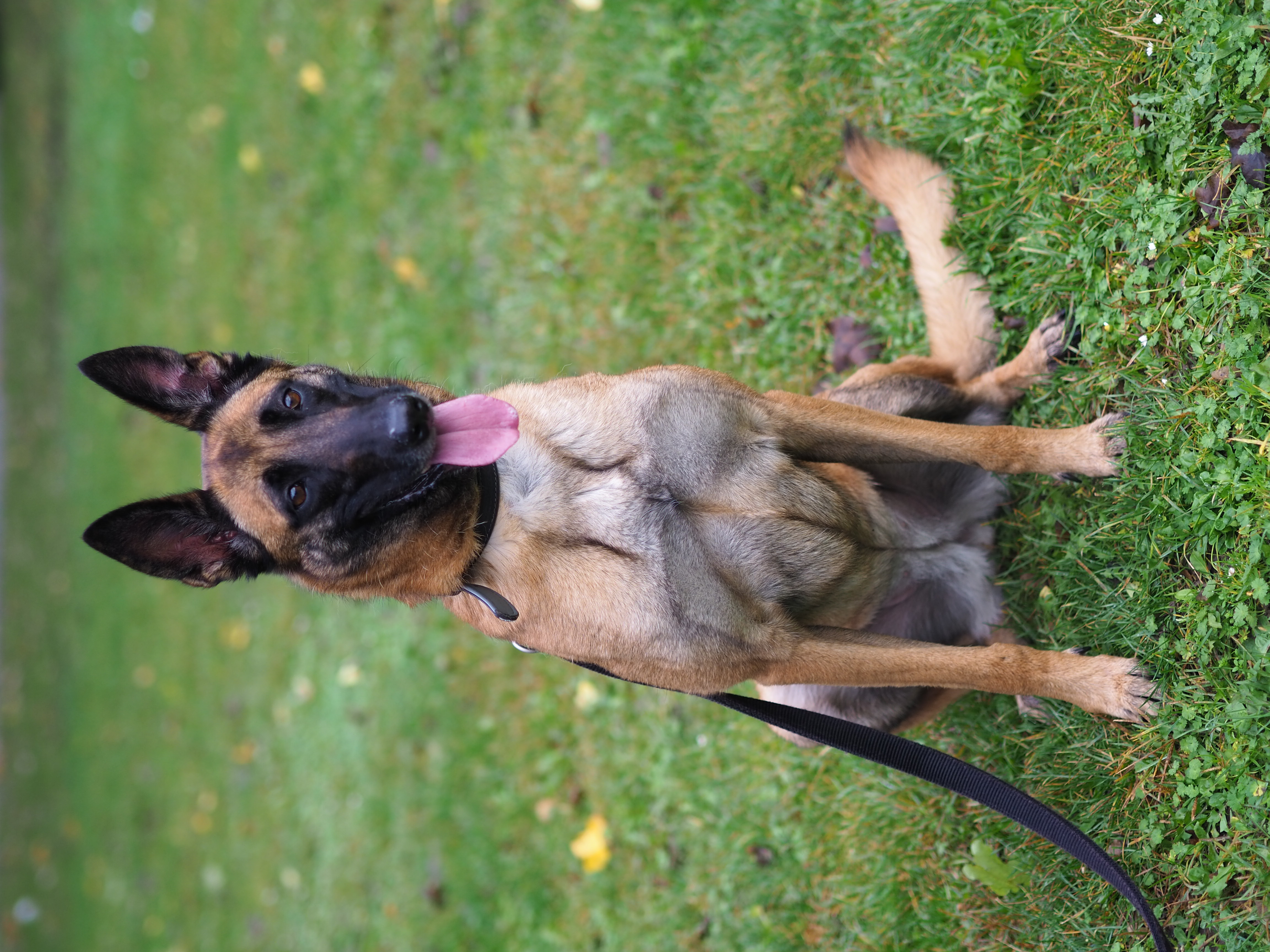 Jessie – Malinois, weiblich, 6 Jahre, 50969 Köln-Zollstock – zur Adoption