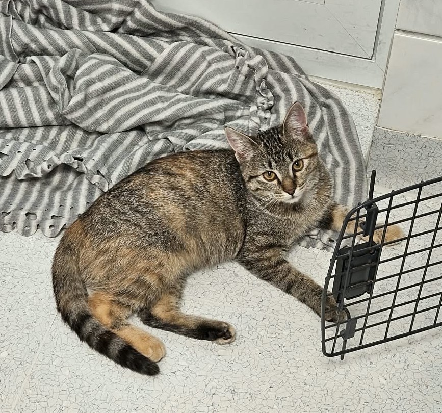 Leni – EKH, weiblich, 97816 Lohr – zur Adoption