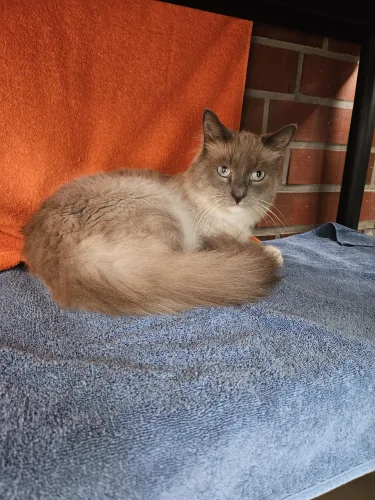 Kovu