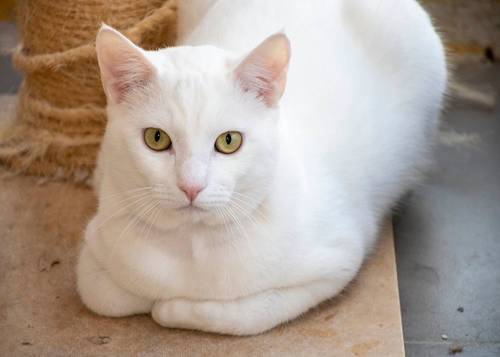 Benito