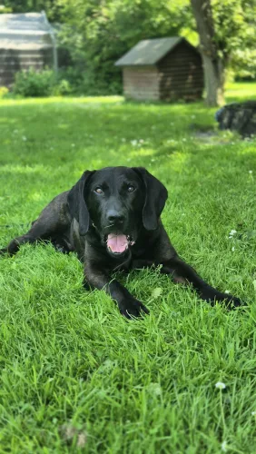 Arko