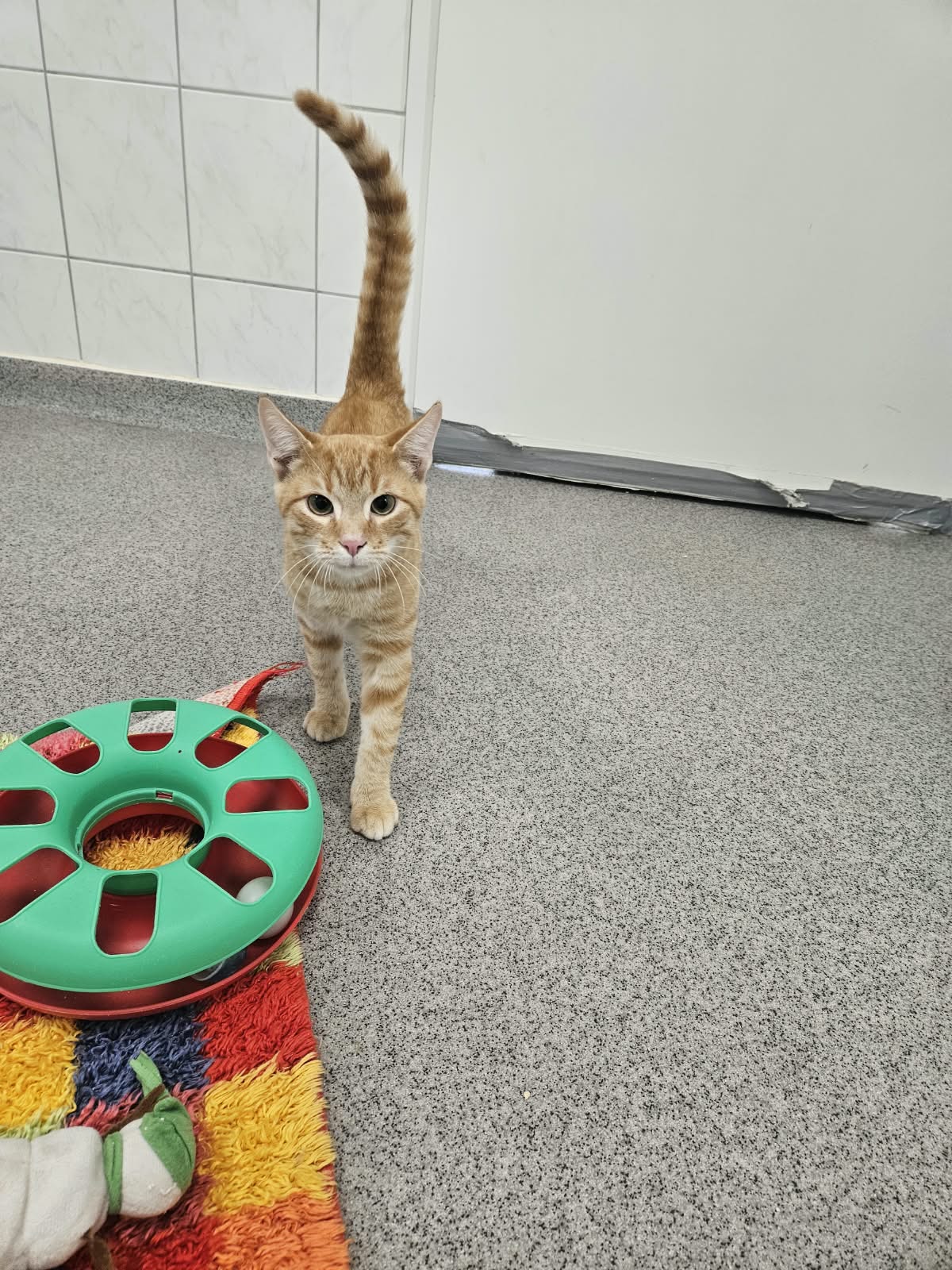 Arni – EKH, männlich, 97816 Lohr – zur Adoption