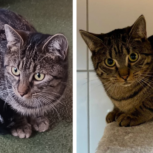 Koda und Kenai – Hauskatze, männlich, 28357 Bremen – zur Adoption