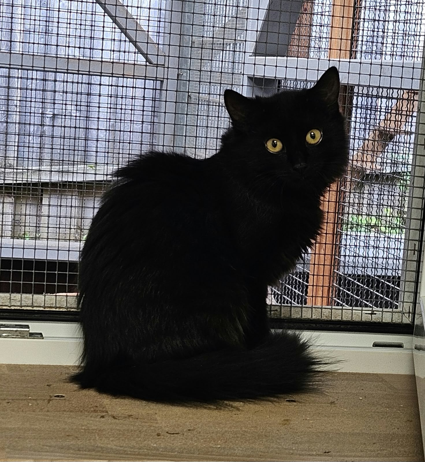Mariella – Langhaarmix, weiblich, 97816 Lohr – zur Adoption