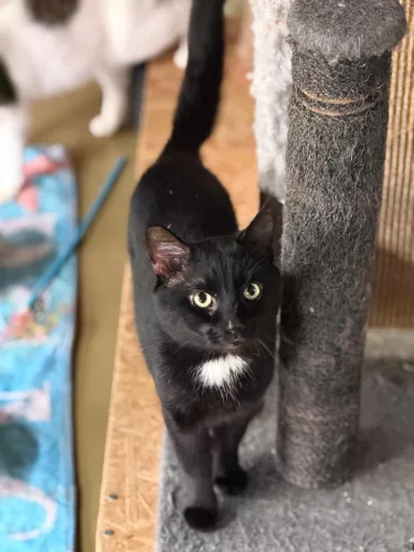 Loki