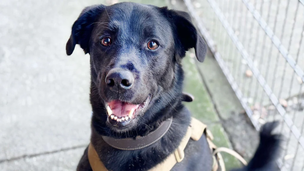 Rex – Labrador-Mix, männlich, 1 Jahr, 2 Monate, 13057 Berlin – zur Adoption