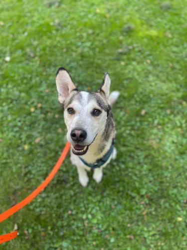 Kiro – Hund, männlich, 2 Jahre, 8 Monate, 26389 Wilhelmshaven – zur Adoption