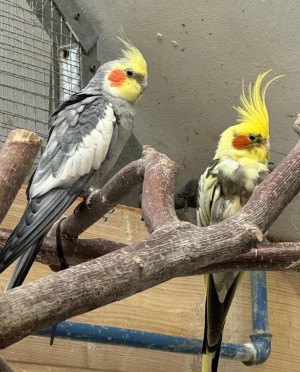 Heinrich und Lucky