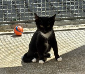 Jannik – Europäisch Kurzhaar, männlich, 1 Monate, 97525 Schwebheim – zur Adoption