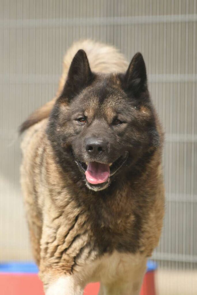 Hatschi – American Akita, männlich, 4 Jahre, 8 Monate, 13057 Berlin – zur Adoption