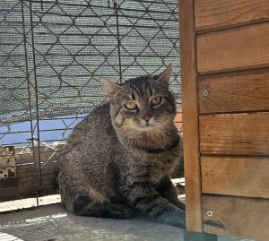 Alex – Europäisch Kurzhaar, männlich, 97525 Schwebheim – zur Adoption