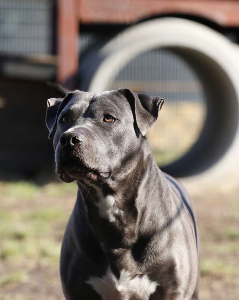 Nero – Staffordshire-Terrier-Mix, männlich, 6 Jahre, 5 Monate, 13057 Berlin – zur Adoption