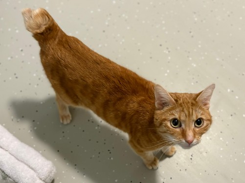 Nacho