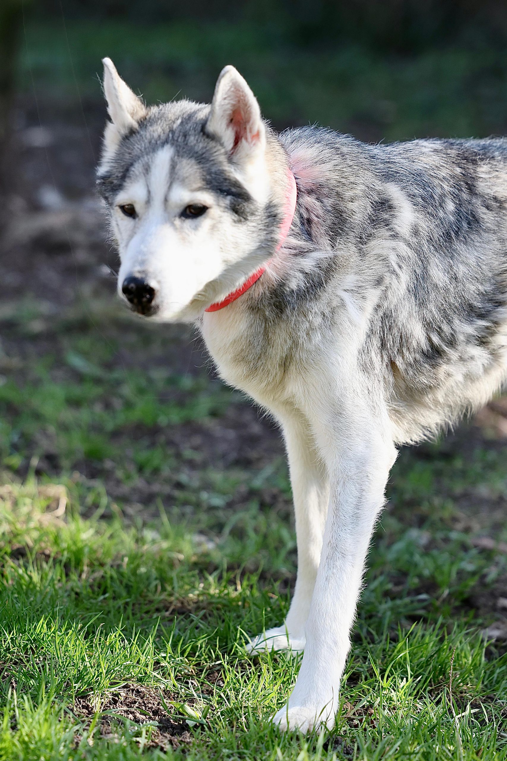 Nanuk