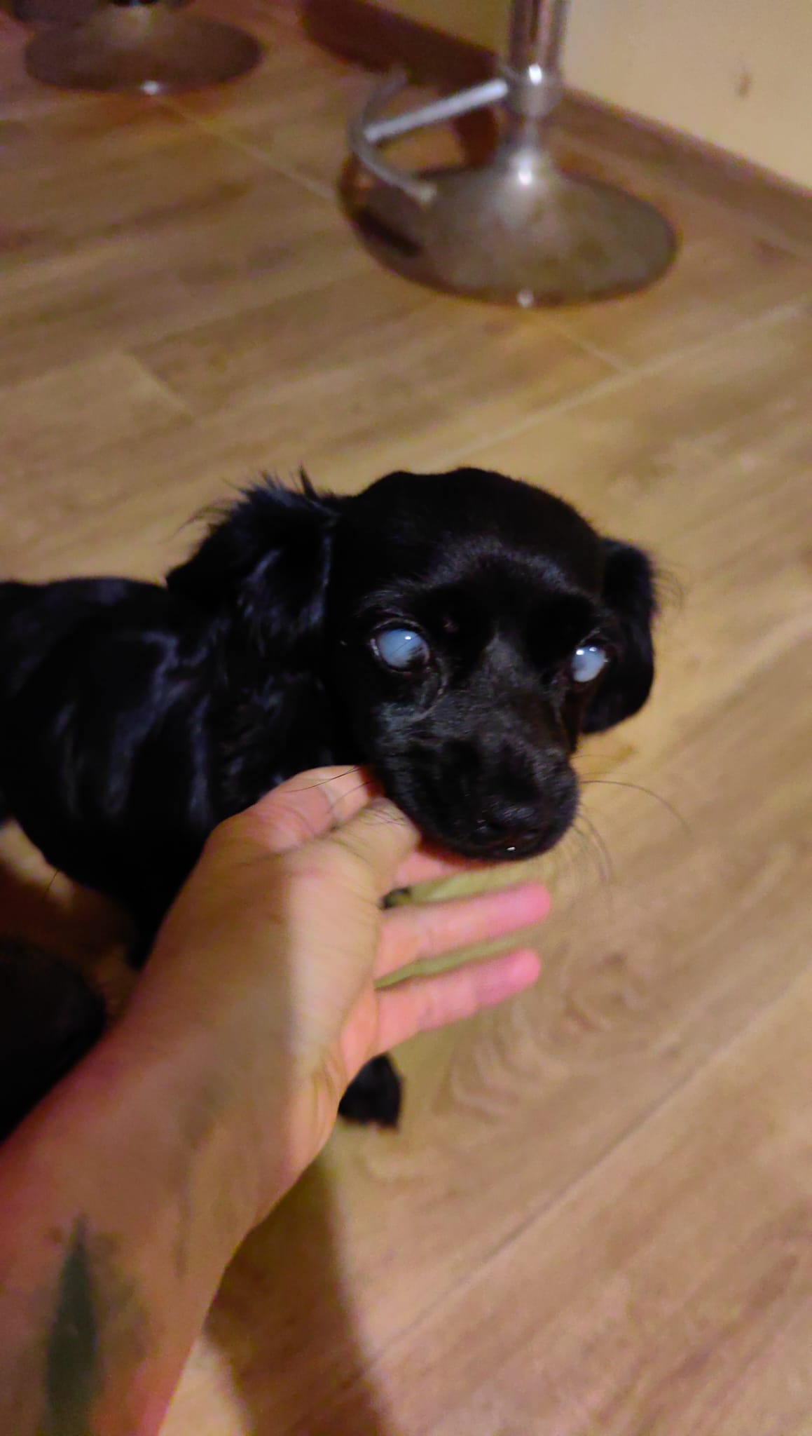 Licht für Schattenhunde e.V.