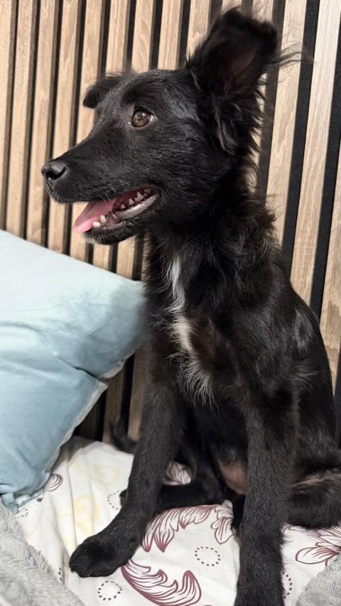 Liv – Hund, weiblich, 8 Monate, Bukarest – zur Adoption