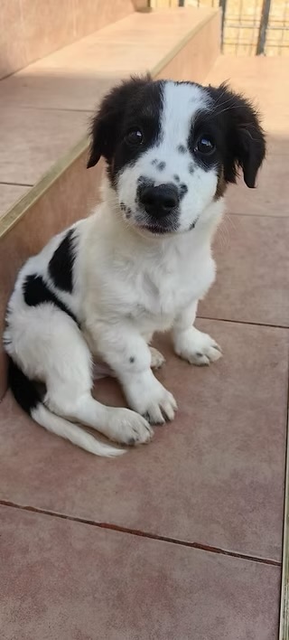 Nico – Hund, männlich, 4 Monate, Rumänien – zur Adoption