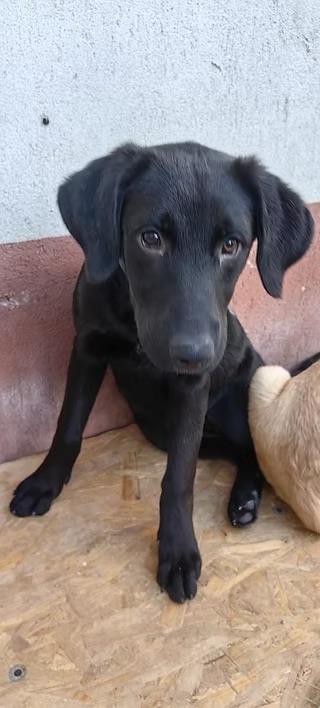 Helena-Team Luana – Hund, weiblich, 6 Monate, Rumänien - Constanta - Team Luana – zur Adoption