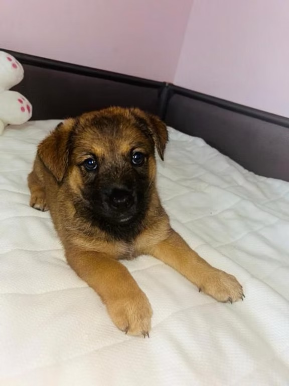 Lio – Team Iuliana – Hund, männlich, 3 Monate, Rumänien - Bukarest - Team Iuliana – zur Adoption