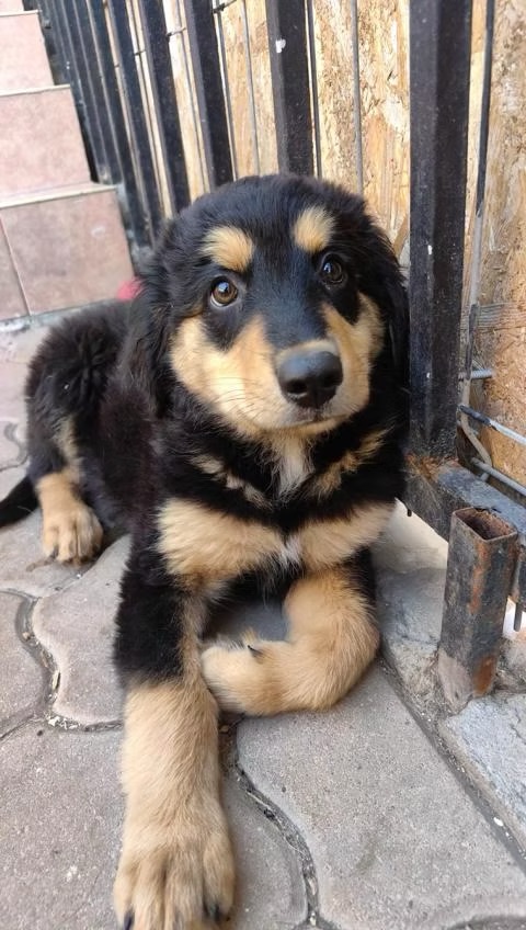 Hercules-Team Luana