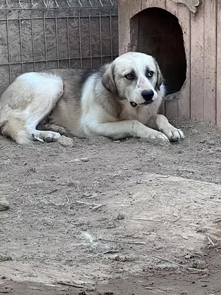 Leo - Fluffiger Lausebub