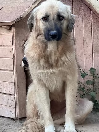 Maggie - Fluffige Herzensdiebin
