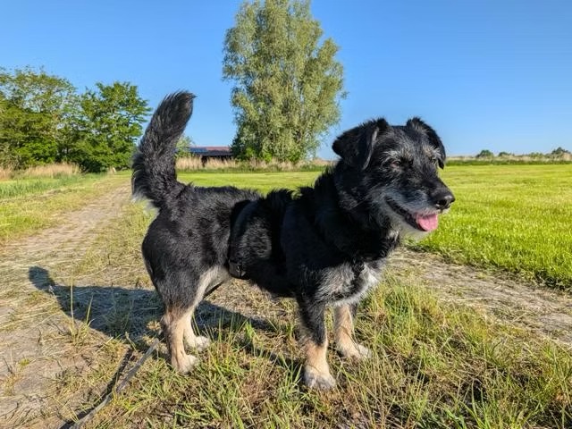 Layla - Team Iuliana
