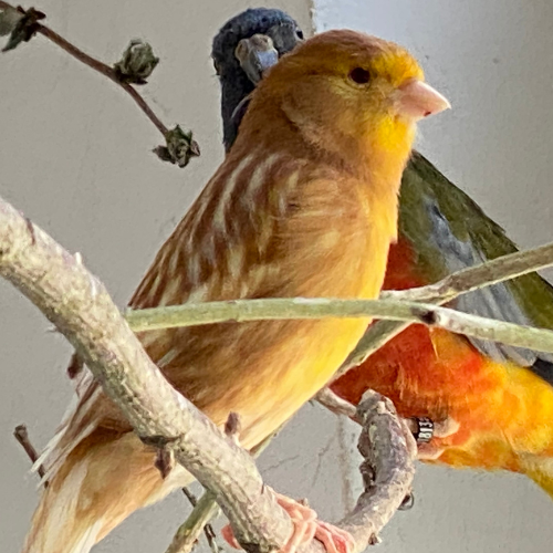 Kanarienvogel Hahn