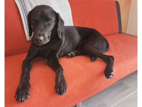 Chico – Labrador-Münsterländer, männlich, 32758 Detmold – zur Adoption
