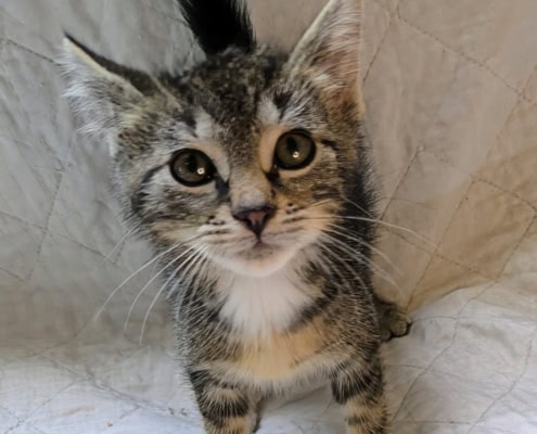 Rocco – Katze, männlich, 2 Monate, 39576 Stendal – zur Adoption